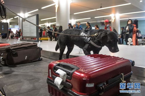 口岸監管工作犬服務春運 助力行李托運安全